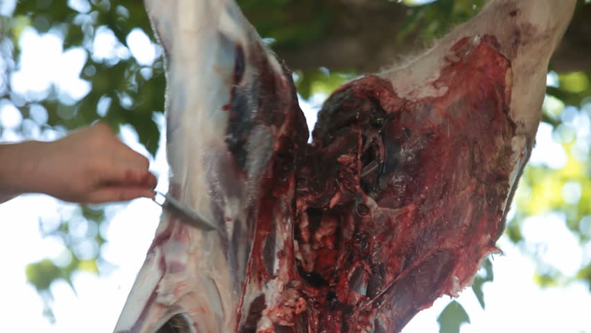 A dead mule deer hanging from a tree and being skinned. Shoot with a bow and arrow during a hunt. Fresh killed. Sport and recreation in many parts of the world. Some consider it cruel.