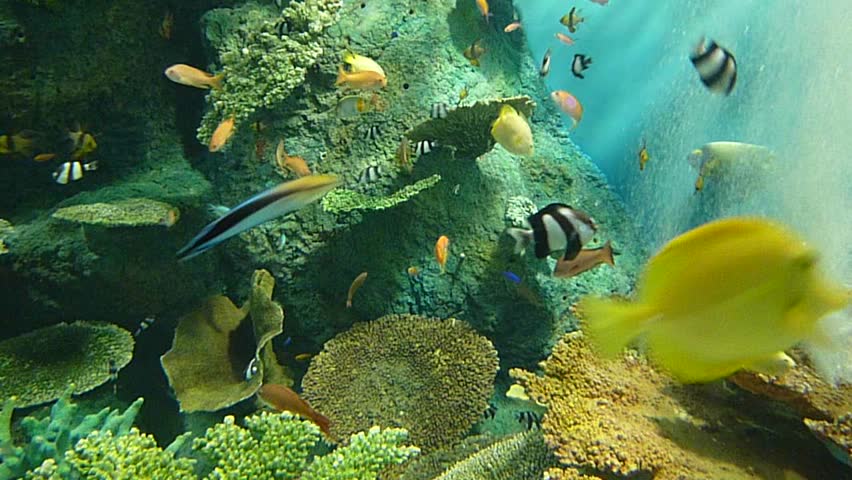 Tropical fish playing in a coral reef