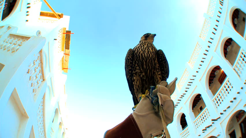 Trained bird of prey perching on the gloved wrist of its owner