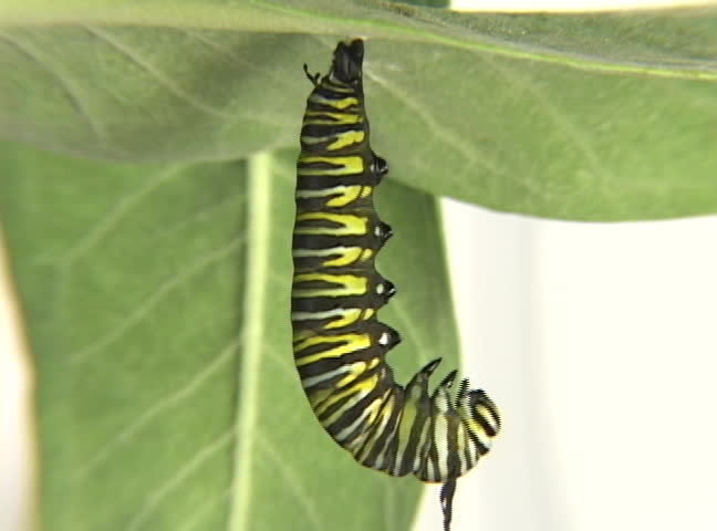Monarch Caterpillar sheding its skin at X10,000's speed.