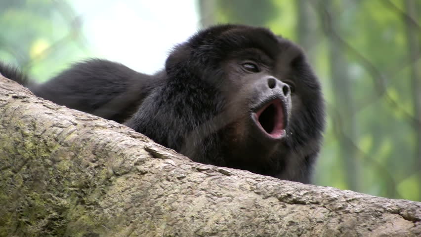 adult male howler monkey howling and protecting his territory