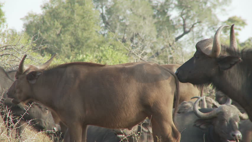 A bull buffalo sniffs a female buffalo to find out if she is in season
