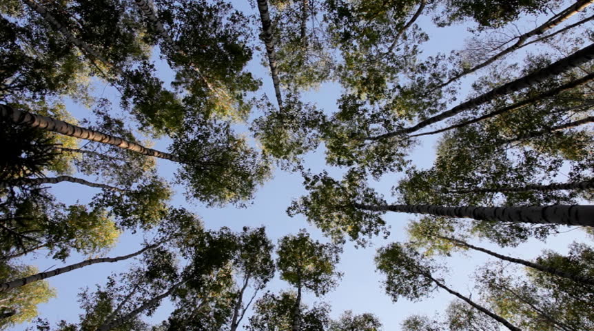 View at sky through trees at wide angle