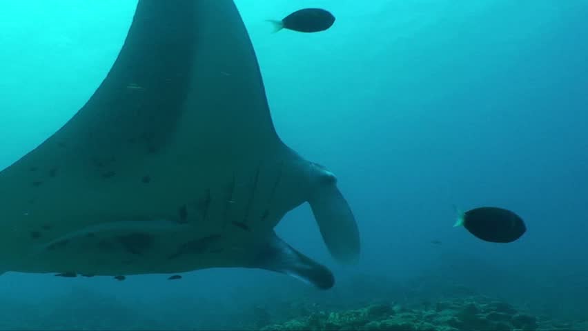 Manta Ray with remoras 