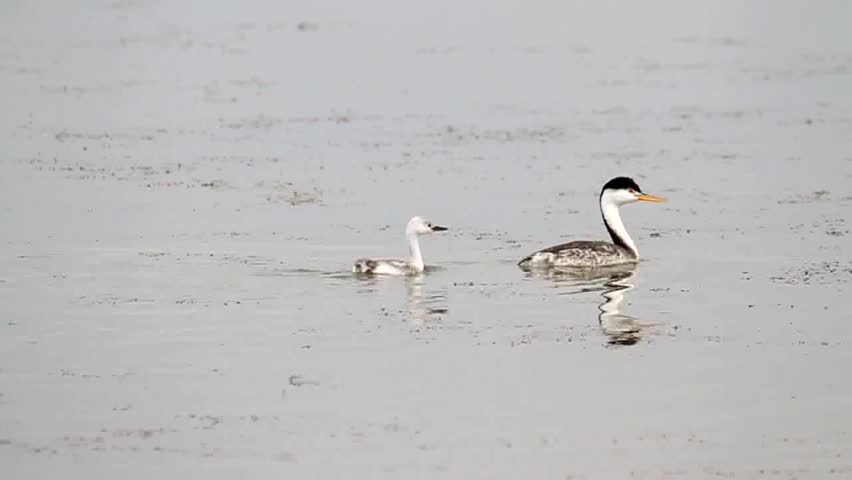 Header of Aechmophorus clarkii