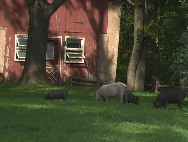 pet pigs graze in front of a red barn