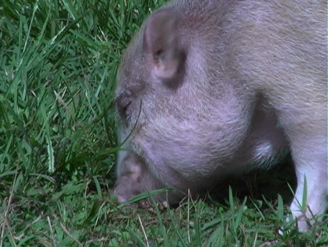 piglet chews like a pig, crunching