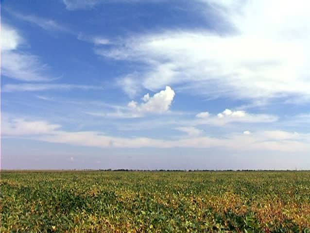 Video composition of soybean field in the summer,presented with several different plans and camera angles.