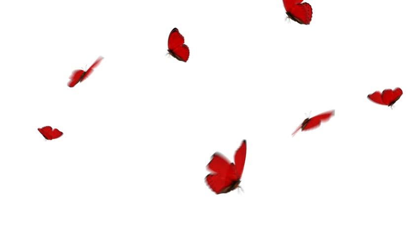 Red butterflies fly around in a small group. HD 1080, digitally generated and seamlessly loop-able.