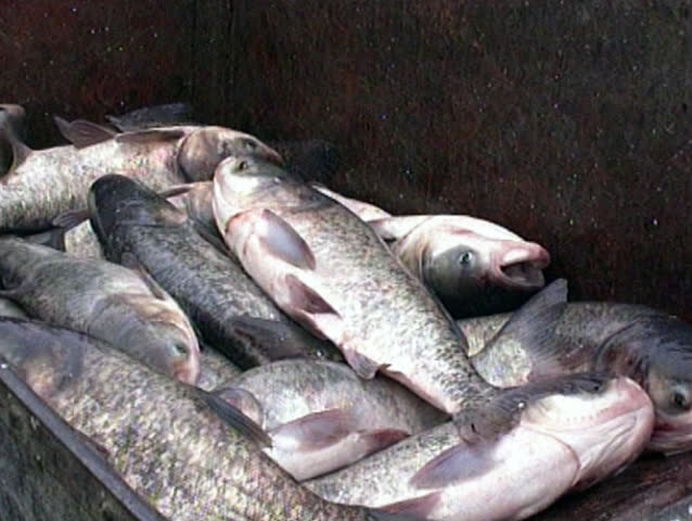 fresh fish from the fish pond