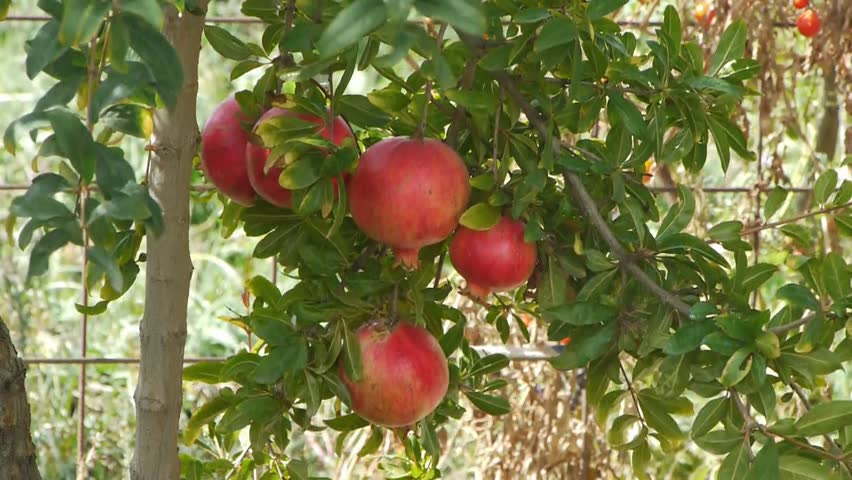 Farmer gathers harvest / horticulture / agriculture / cultivation / crop  picking pomegranate apple  