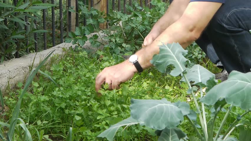Farmer gathers harvest / agriculture / cultivation /crop / parsley 
