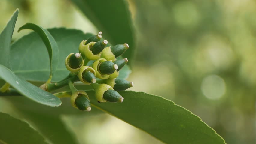 immature fruit / flower / harvest / horticulture / agriculture / cultivation / crop  Lovely green unripe fruit flower 