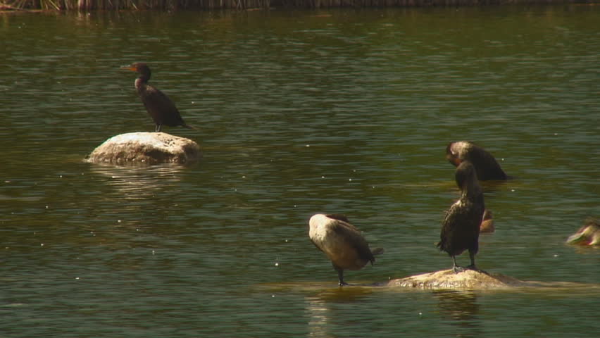water fowl swimming and preening on rocks in quiet lake