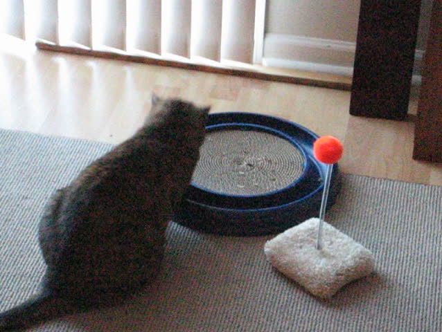 playful kitten