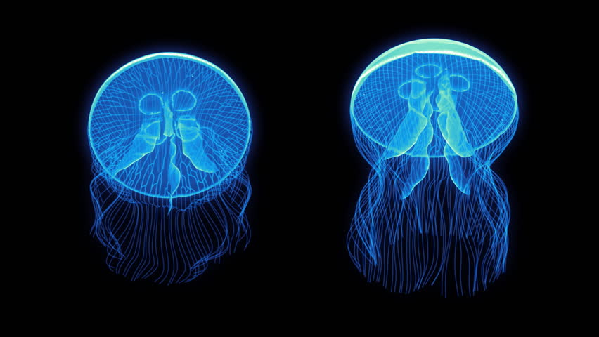 Jellyfish Nightlights looping assets isolated on a blank background.  Available in 5 colors, each color is available on a black or white background.