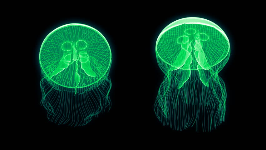 Jellyfish Nightlights looping assets isolated on a blank background.  Available in 5 colors, each color is available on a black or white background.