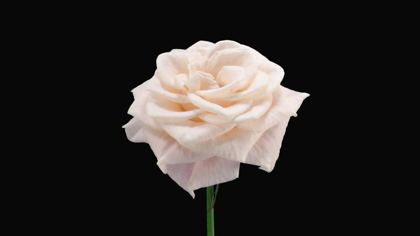 Time-lapse of dying "Medeo" rose with alpha matte 5d 