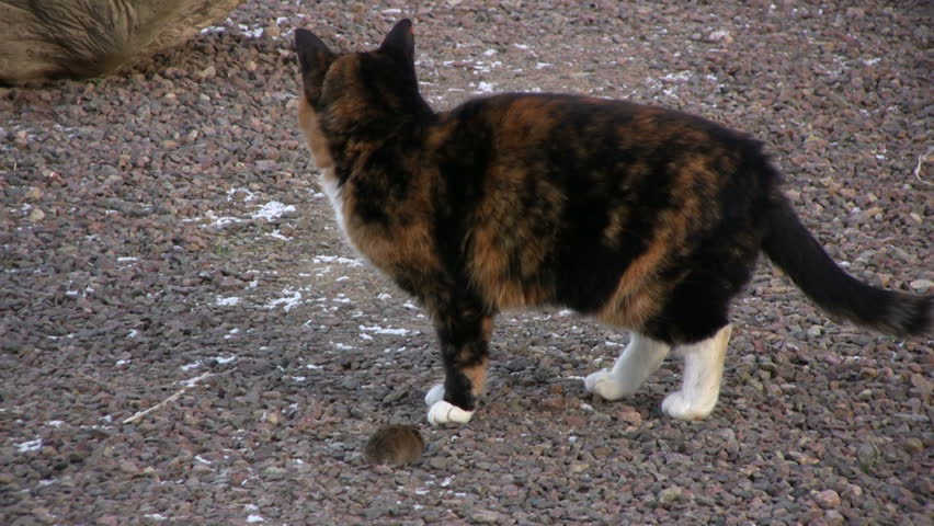 Cat eat mouse and play