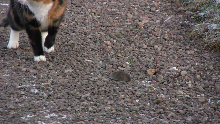 Cat eat mouse and play