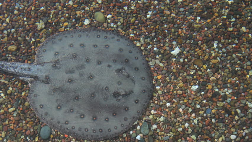 Two sting rays swimming in clear shallow water