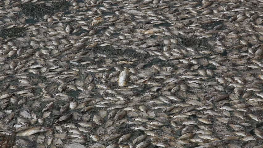 Dead fish
