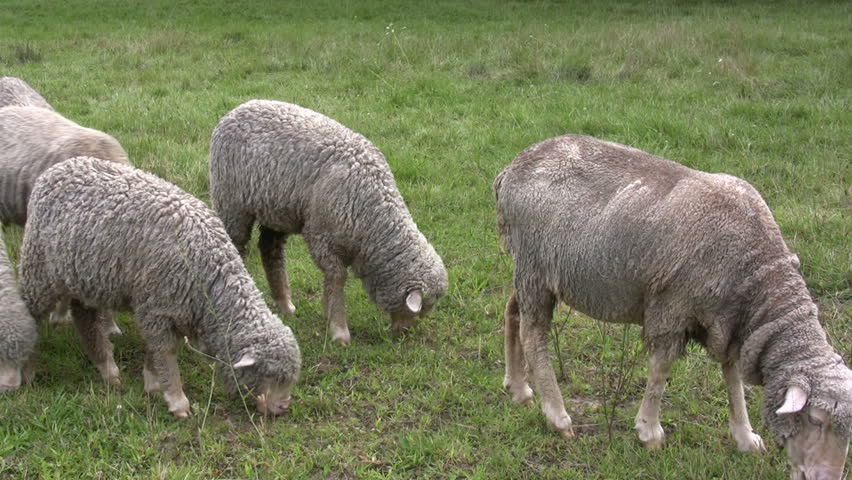 Sheep Eating Grass