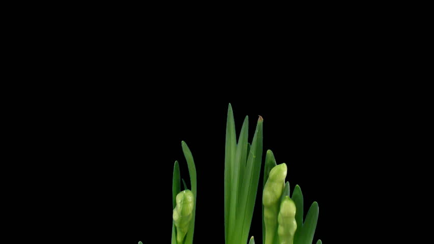 Time-lapse of growing narcissus "Erlicheer" flowers alpha matte 1a 