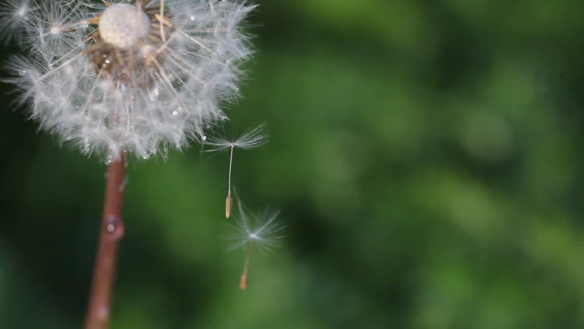 Dandelion - HD footage of a dandelion moving in the breeze on green background