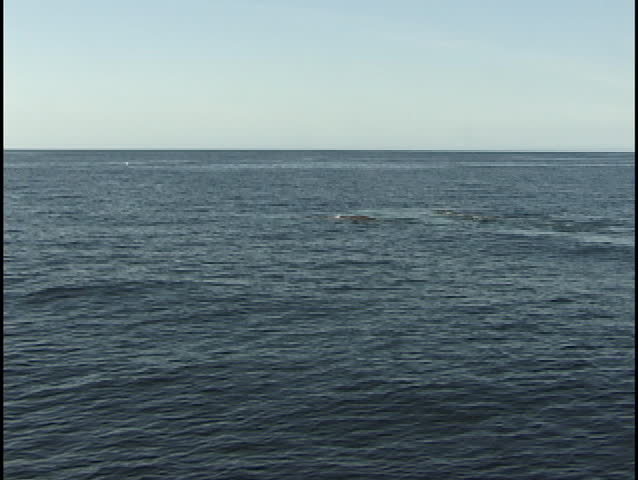 Mother California Gray Whale and calf spouts and dives
