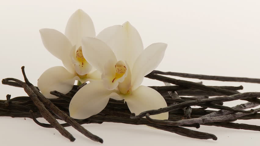 Vanilla Herb With Flowers Isolated On White Close Stock Footage Video