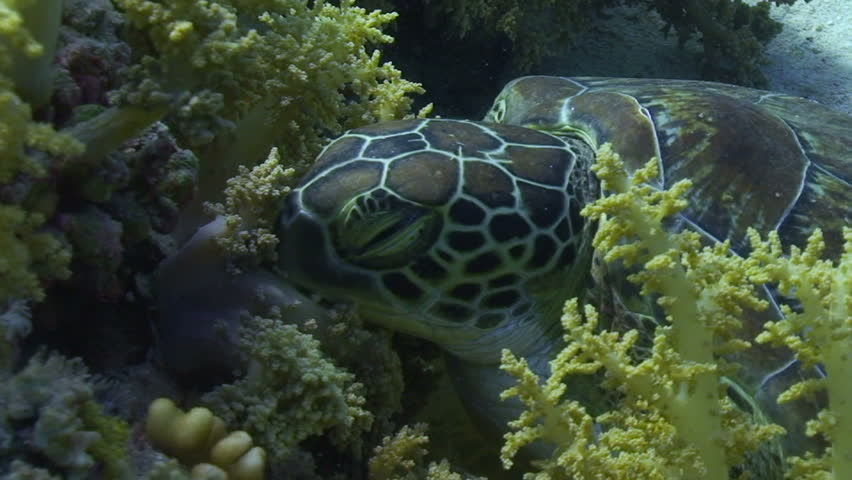 A juvenile female Hawksbill turtle (Eretmochelys imbricata) getting comfortable to fall asleep. Red Sea, Egypt.
