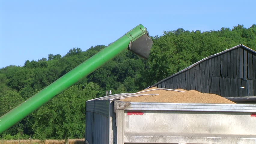 Close-up of wheat emptying out of combine into a transport truck. 
