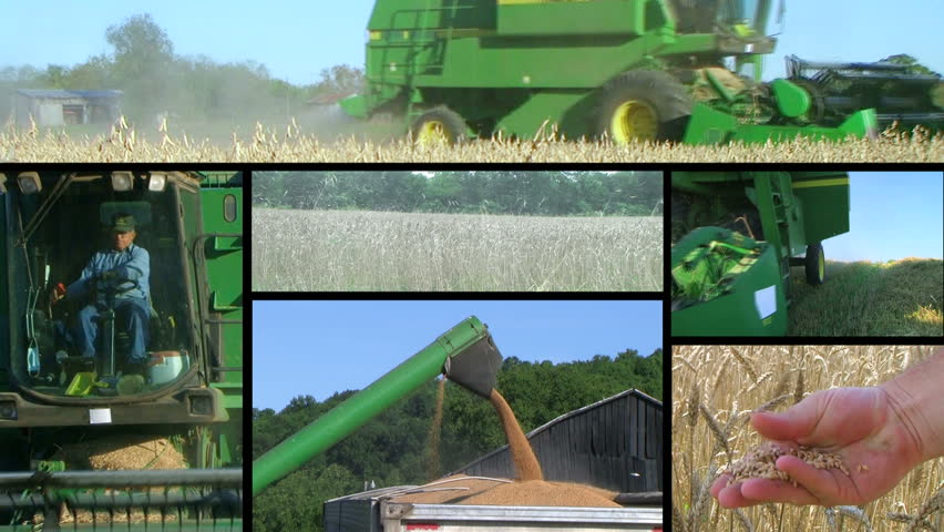 Farmer combining soybean and wheat crops during harvest composite. 