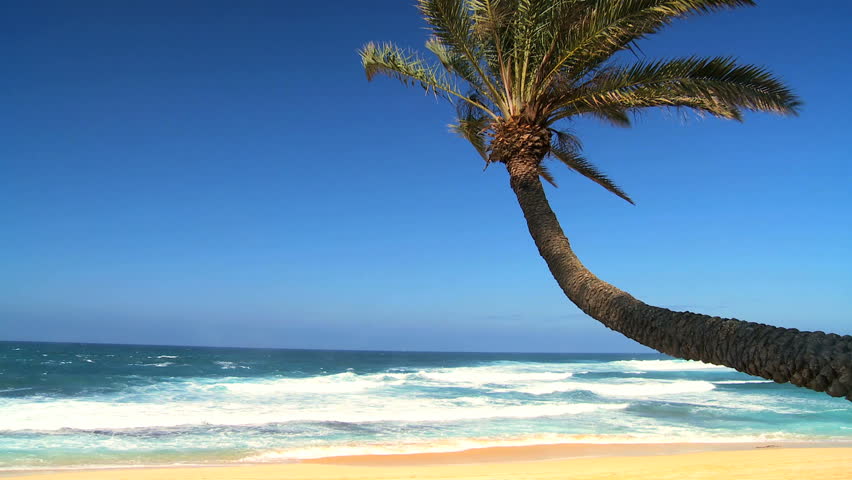 Curved palm tree on  golden sand beach with intense blue sky background