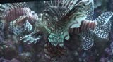 Lion Fish