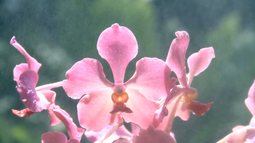Header of vanda