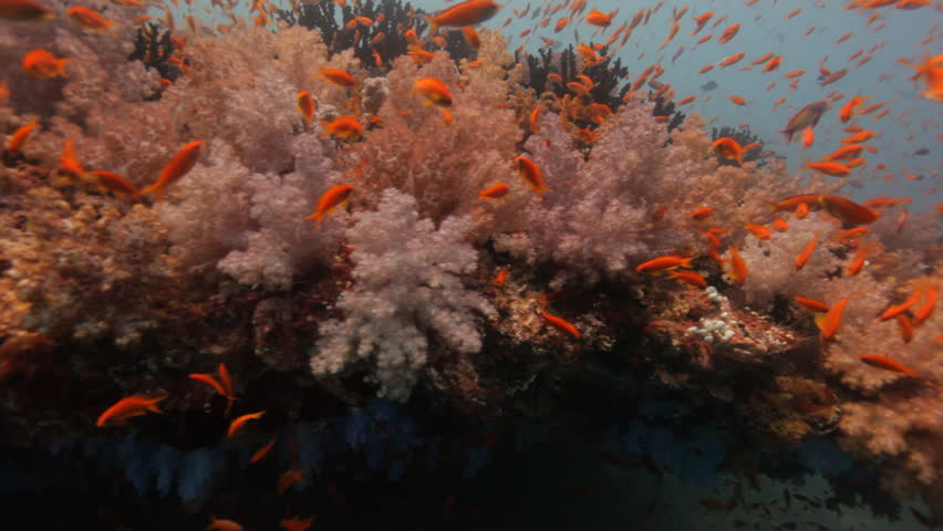 diving along amazing soft coral reef with orange fish 