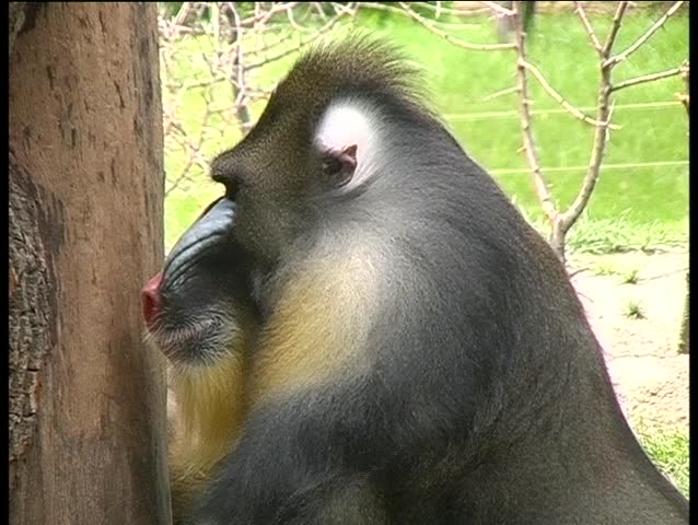 monkey yawning