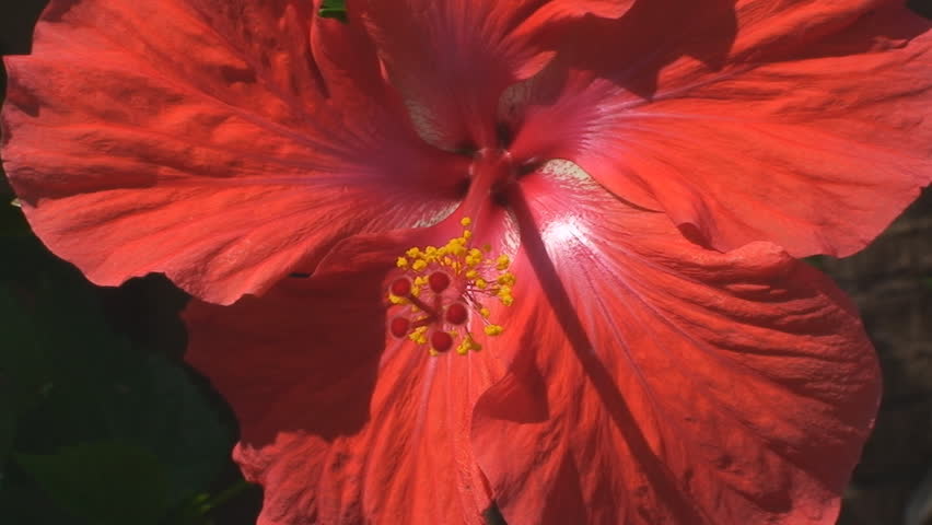 Hibiscus showing pistil and stamen from front 