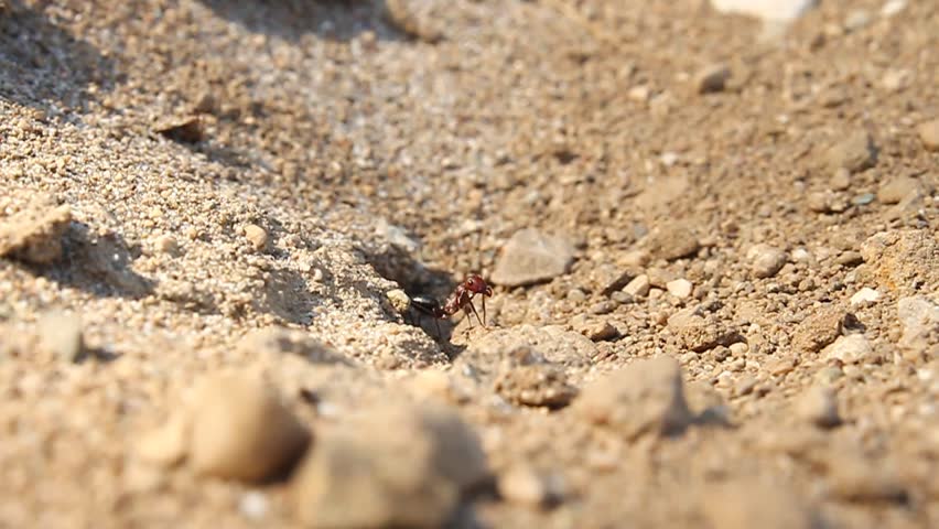 Header of ANTS