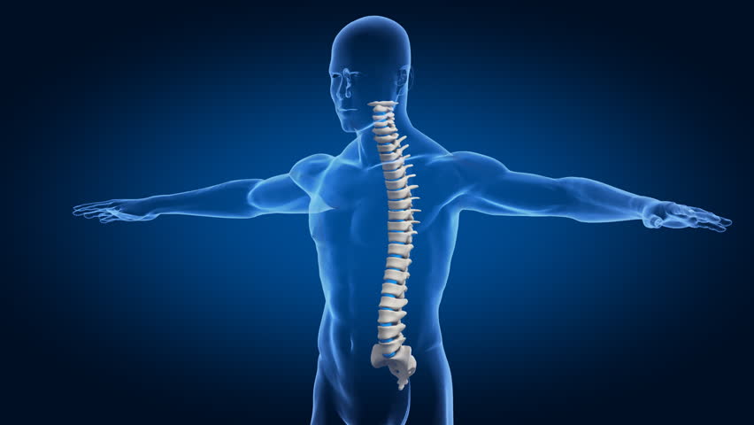 Focused on correct posture - spine concept