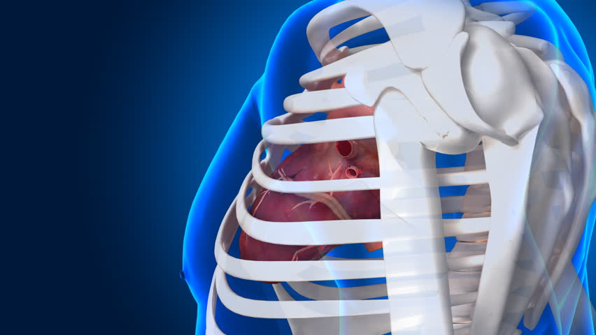 Overflight around human heart