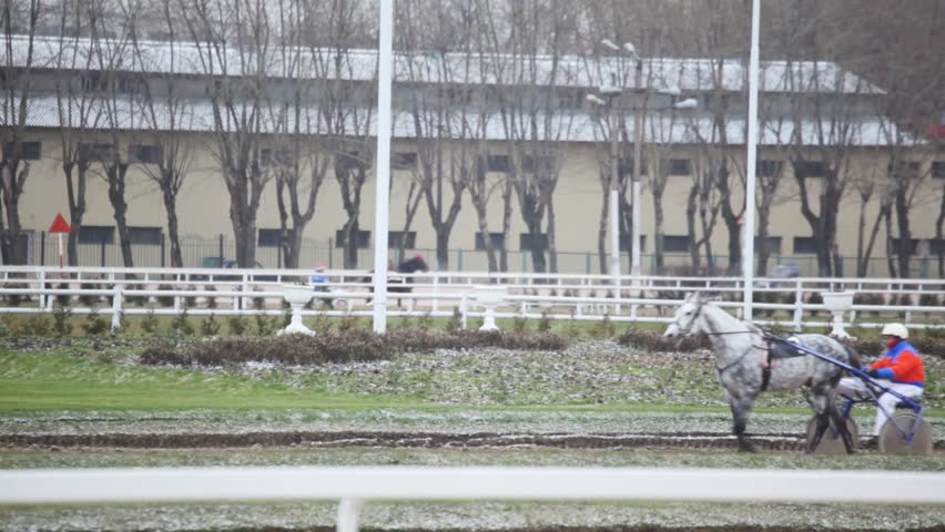 spotty race horse with cart and jockey goes slowly on hippodrome 