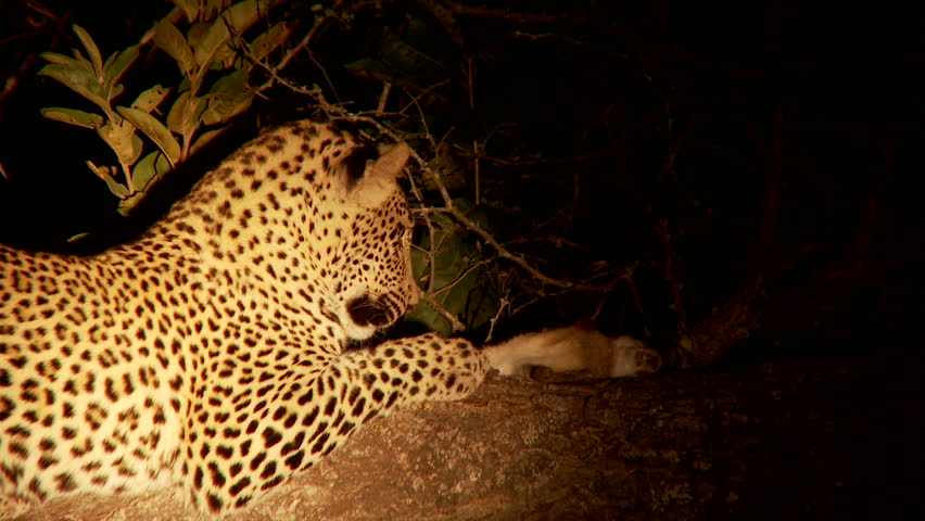 A young male leopard toys around with his fresh kill of a scrub hare in the african bush at night