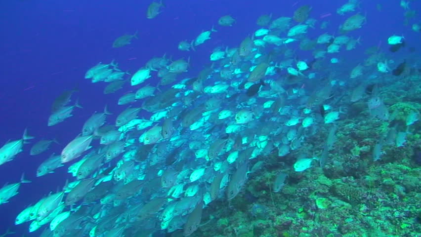 Jack or Trevally (Carangidae)ÃâÃÂ fish, swimming in Palau, Micronesia