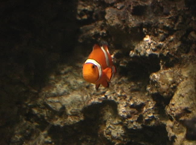 Sea Anemone and False-Clown Fish, NTSC