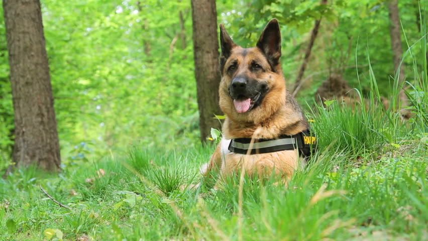 Beautiful dog German Shepherd laying in forest