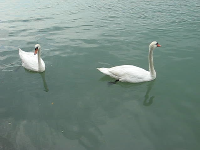 swans inside water