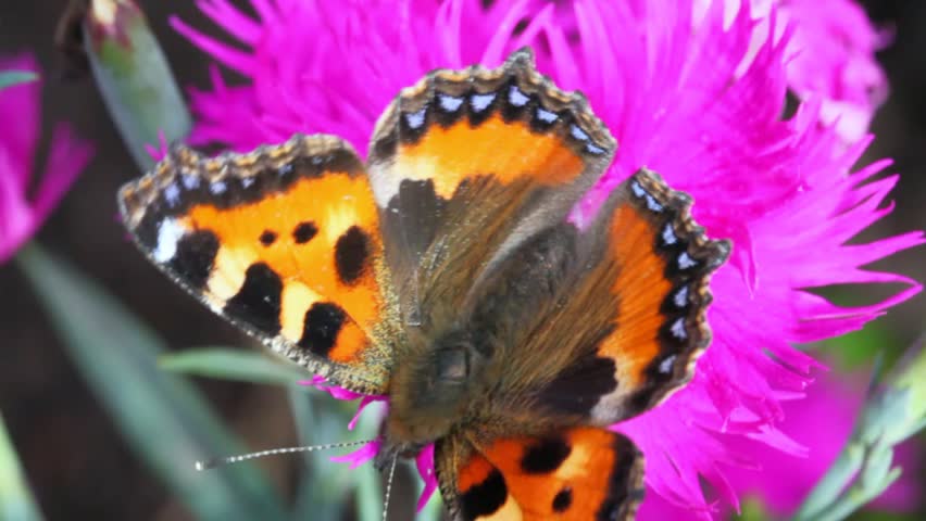 big black-orange butterfly creeps on violet flower and departs 